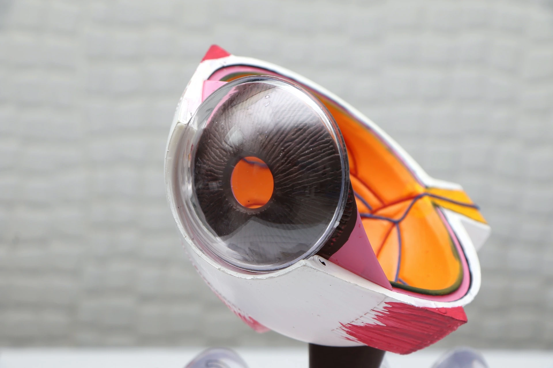 Eye model used in an optometrist office