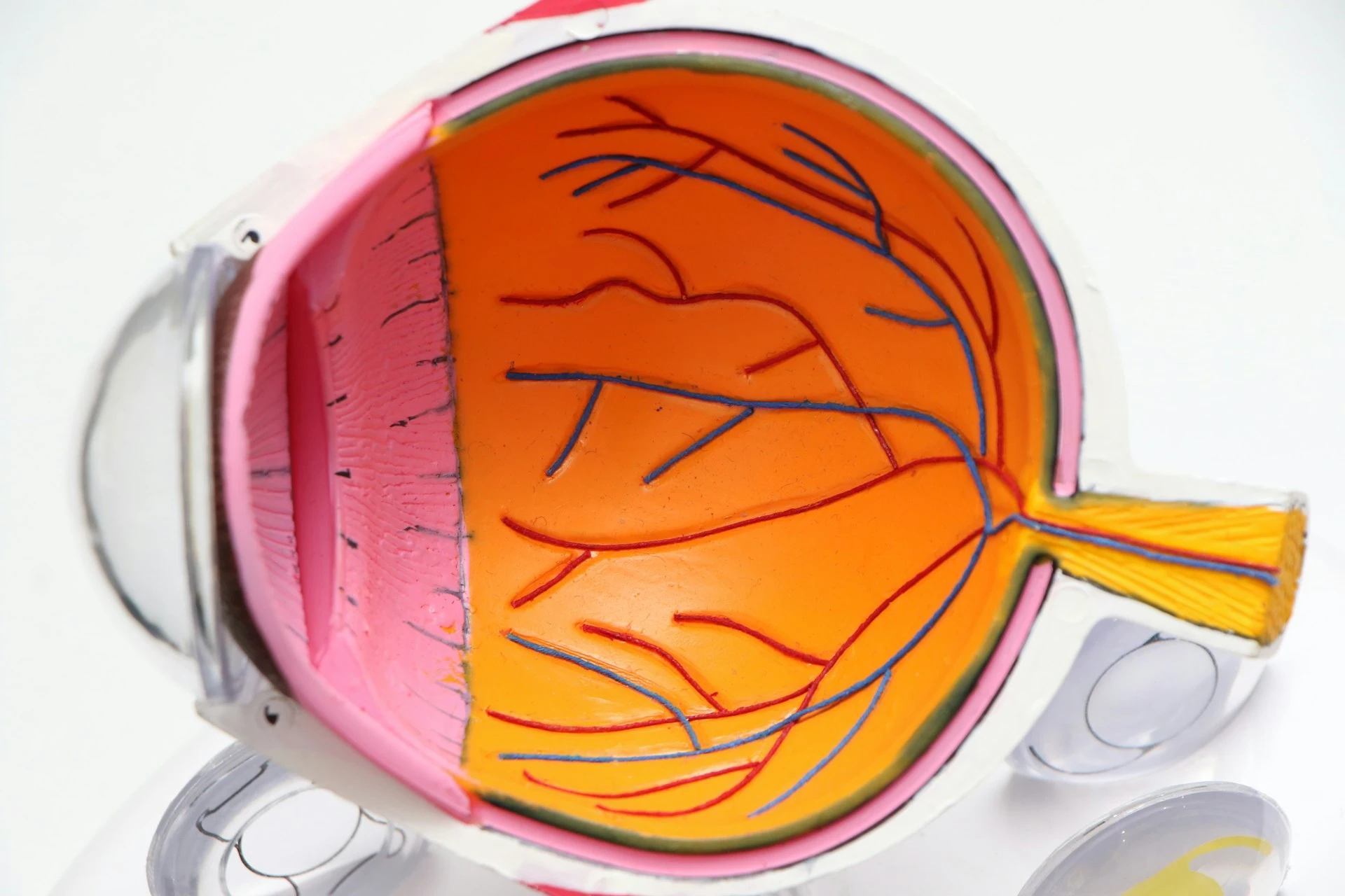 Eye anatomy model