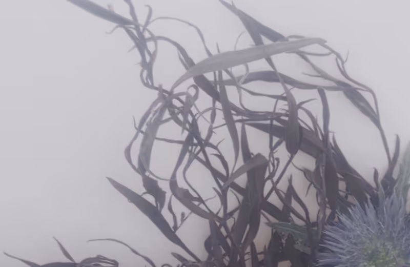 Cult ambient compilation bblisss gets first vinyl release