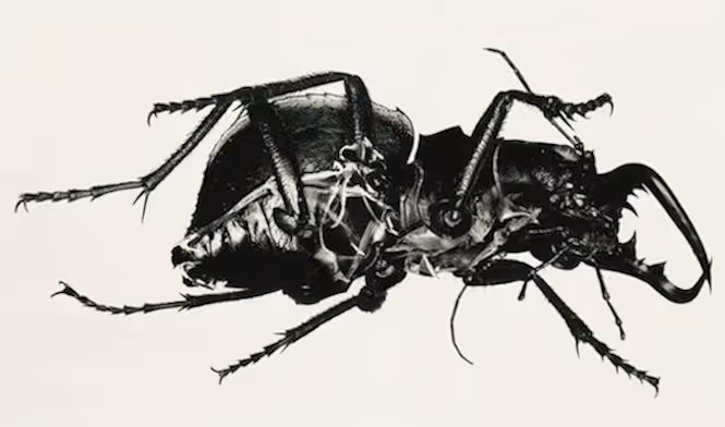 Gabriel Moses Selah Exhibition