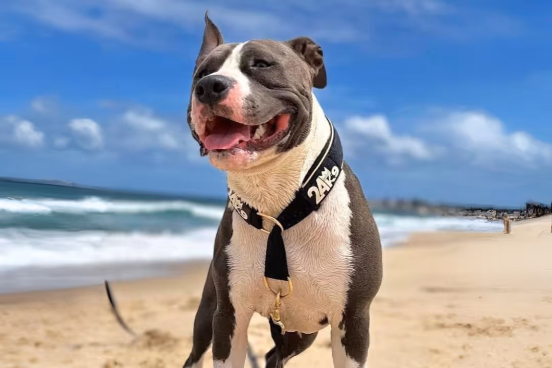 24k9 shoplift case study dog photo