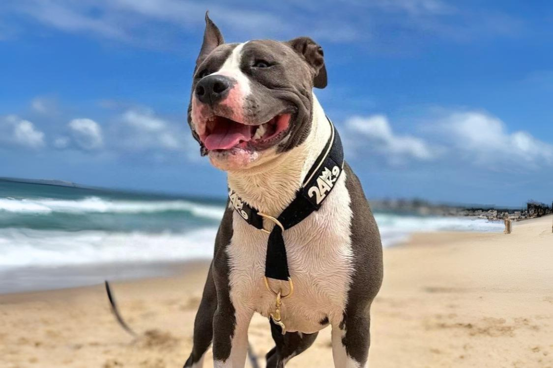 24k9 shoplift case study dog photo