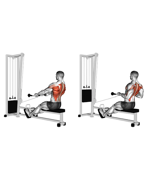 Maximize Your Workout: Benefits of the Seated Row Machine for Strength Training