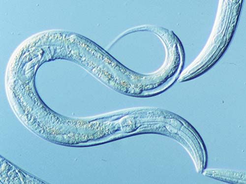 An Overview of the Model Organism: C. Elegans | Society for Mucosal  Immunology