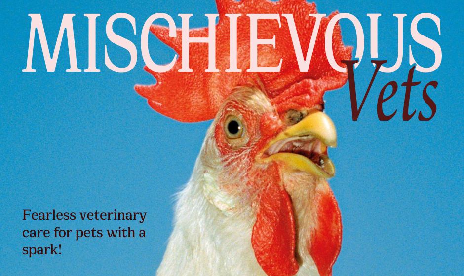 Mischievous Vets, A rebellious Veterinary Clinic: here you can see a mockup of a possible poster, showing the photo of a rooster with a blue sky background and the line: Fearless veterinary care for pets with a spark +  big wordmark logo