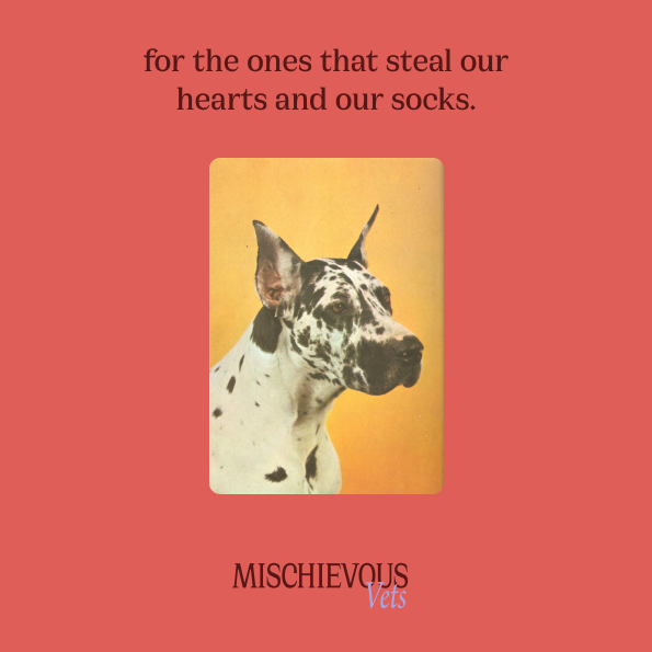 Mischievous Vets, A rebellious Veterinary Clinic: here you can see a mockup of a possible poster, showing a vintage dog photo on a peach background and the line: for the ones that steal our hearts and our socks. + logo
