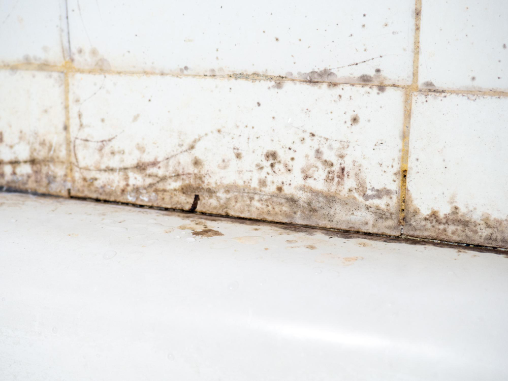 Mold and mildew growth along the base of a white shower wall.