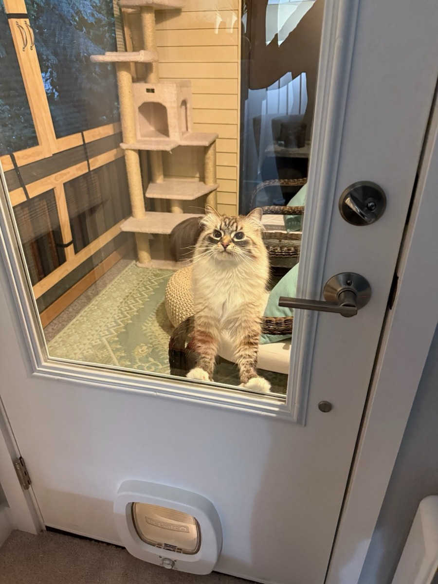 Ophelia the cat on her catio bench looking through the glass of her new door, cat door visible at the bottom