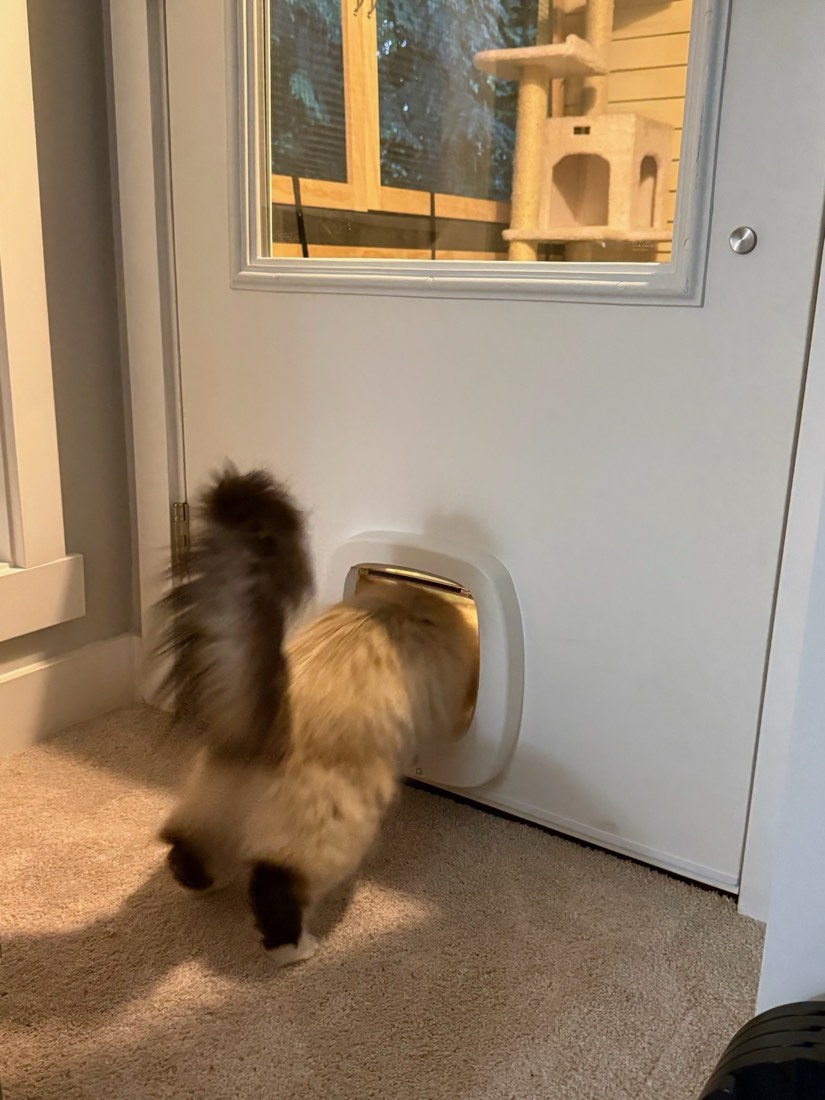 Ophelia pushing through her new cat door, tail up, headed out to the catio