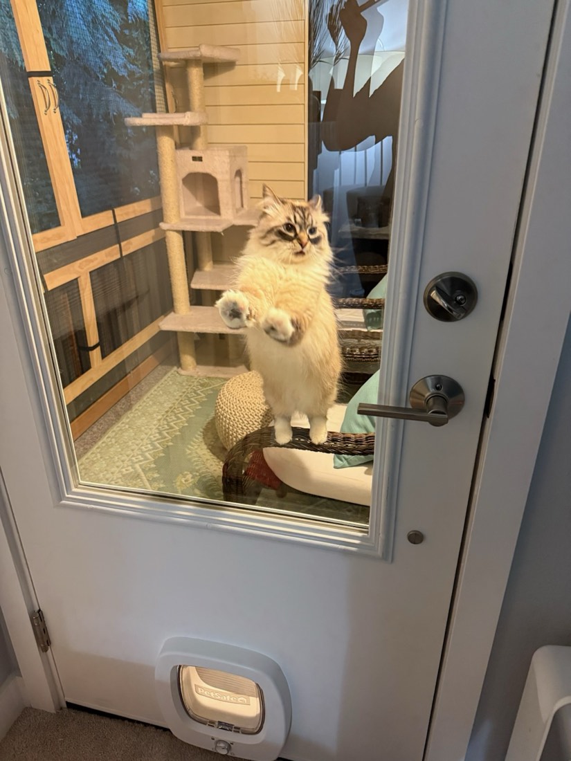 Ophelia standing on her hind legs on the catio bench with paws on the glass of the new door