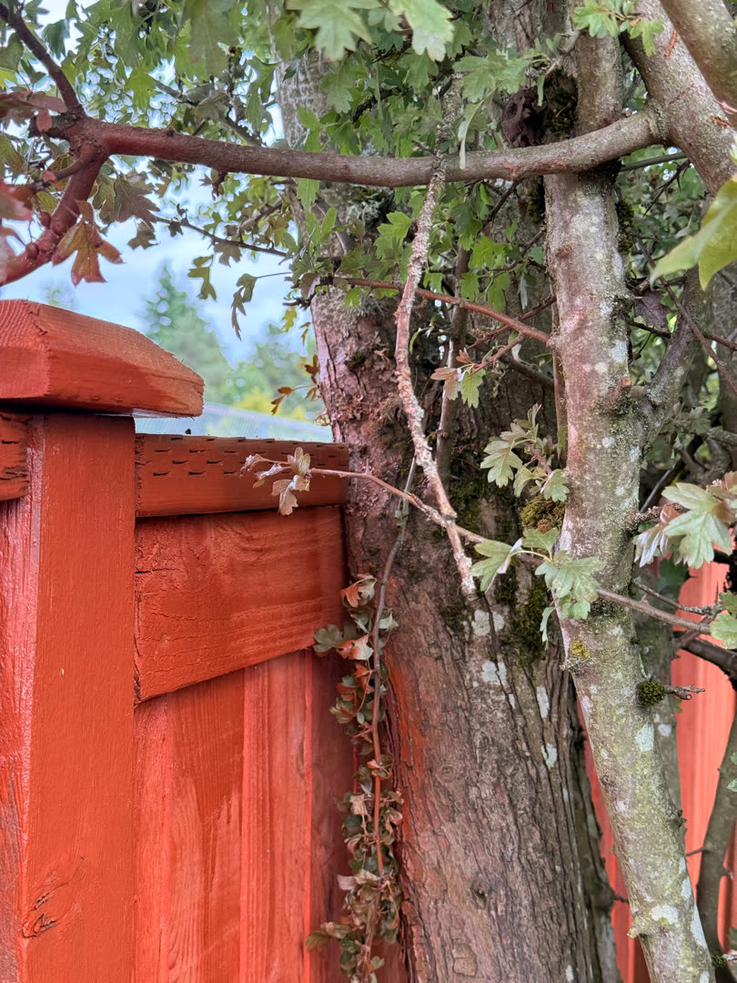 Tree branch pressing against the new stained cedar fence post cap.