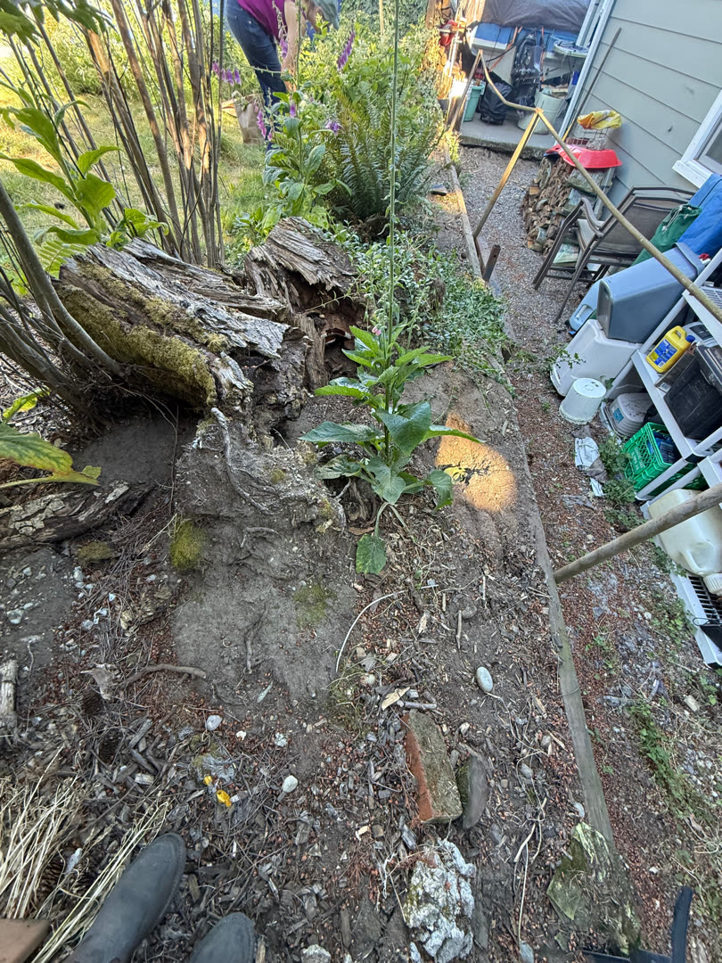Failed retaining wall area with rotted stump and overgrown brush.