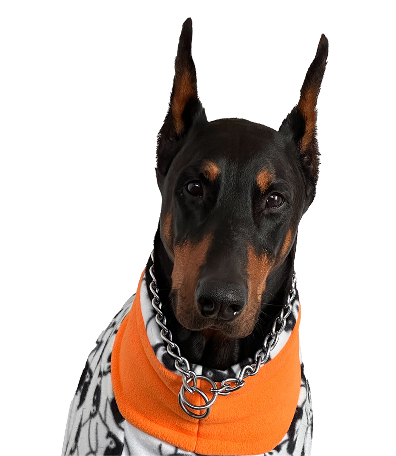 Chopper, one of the dogs on the DuetRight team