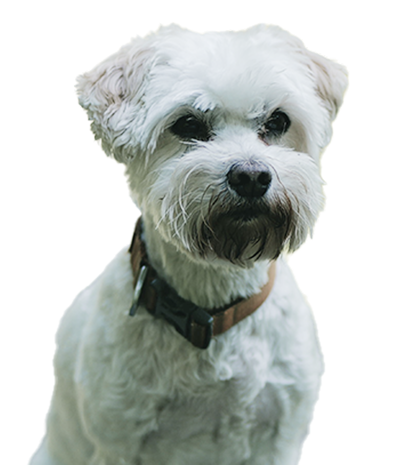 Dante, one of the dogs on the DuetRight team