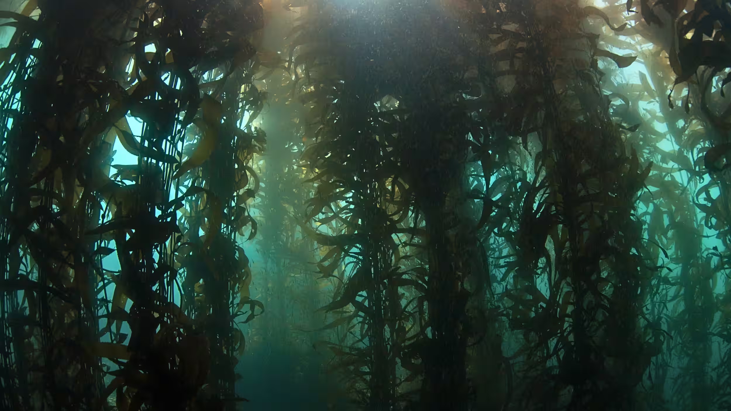 Underwater view of a dense kelp forest with sunlight filtering through the ocean water, symbolizing the unknown and exploration