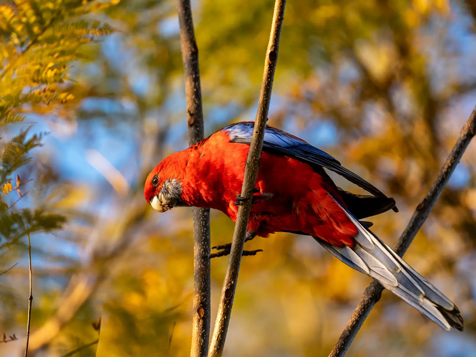Crimson rosella perched on a branch surrounded by golden autumn light in Australia