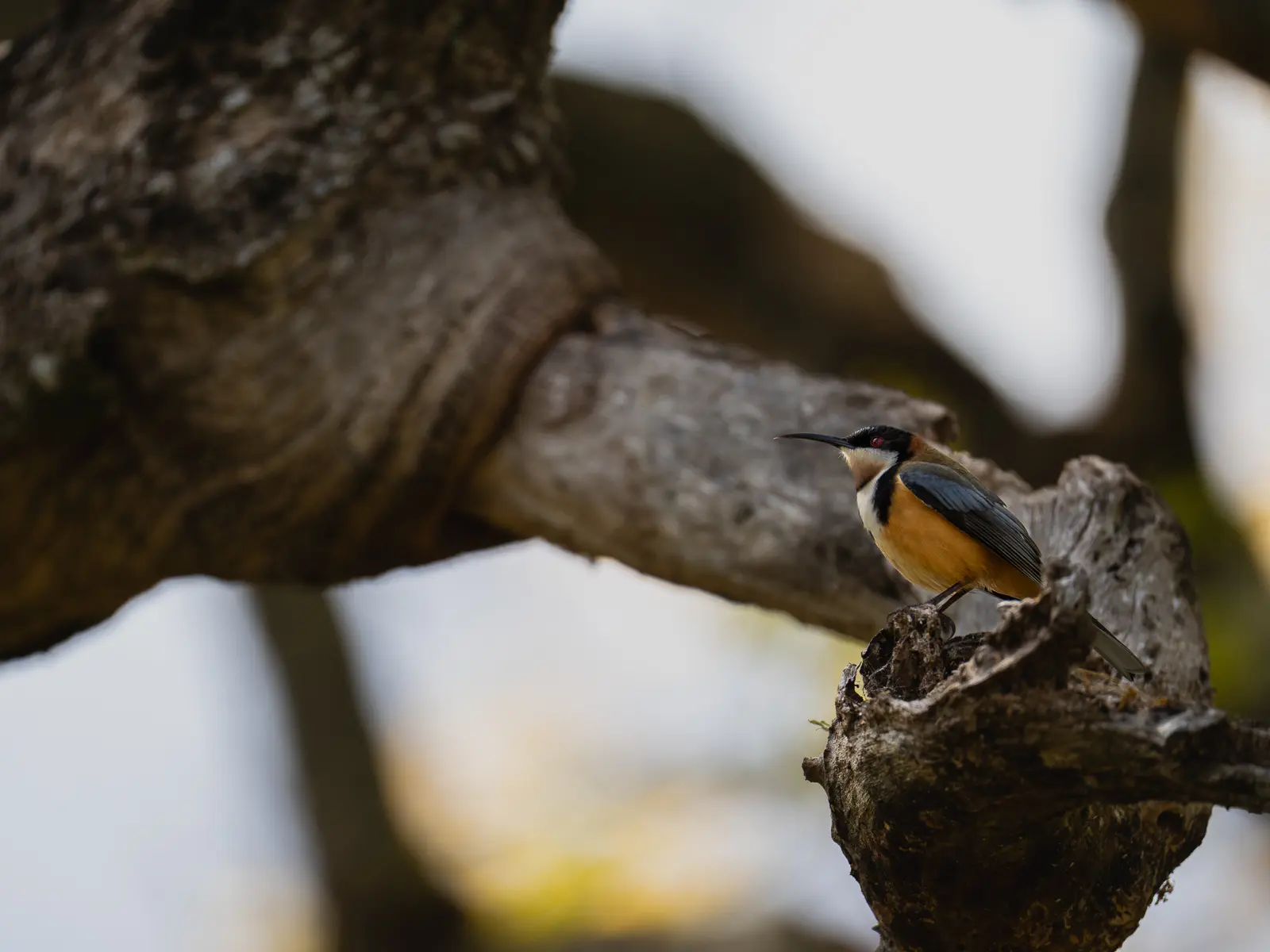 Eastern spinebill resting on a gnarled tree branch in native Australian forest