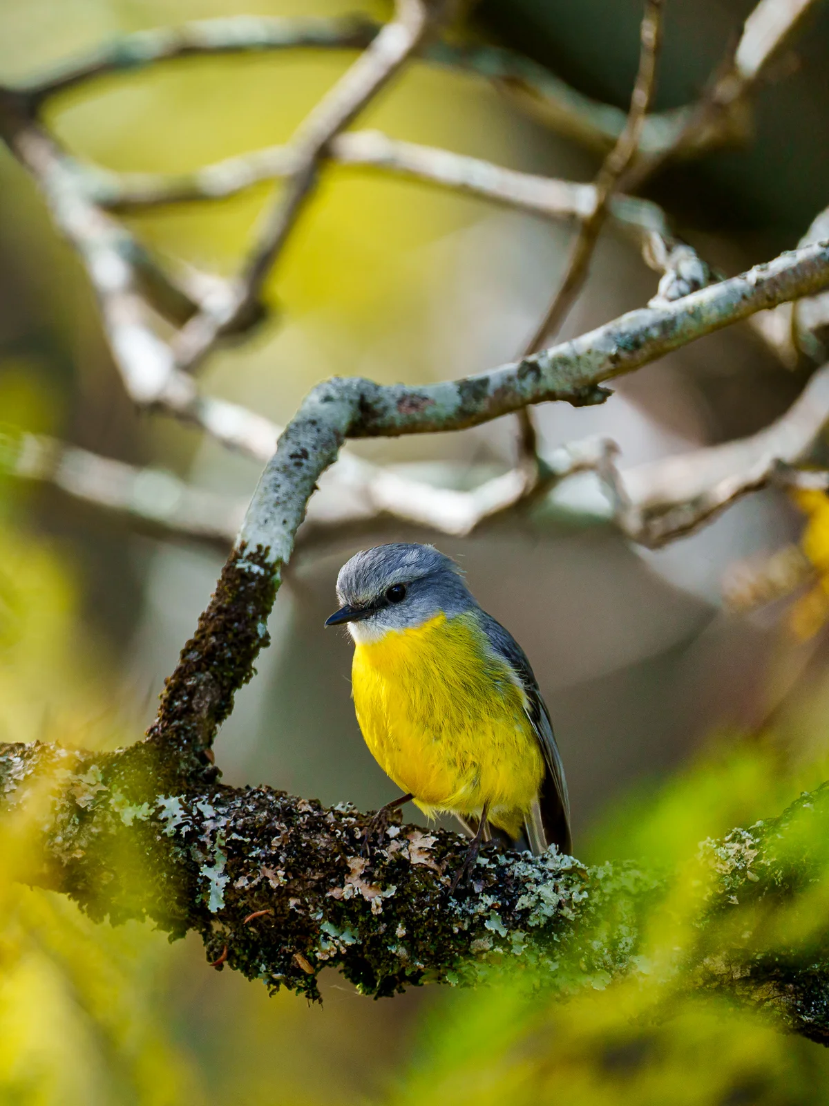 Eastern yellow robin perched on a mossy branch amid soft forest light in Australia
