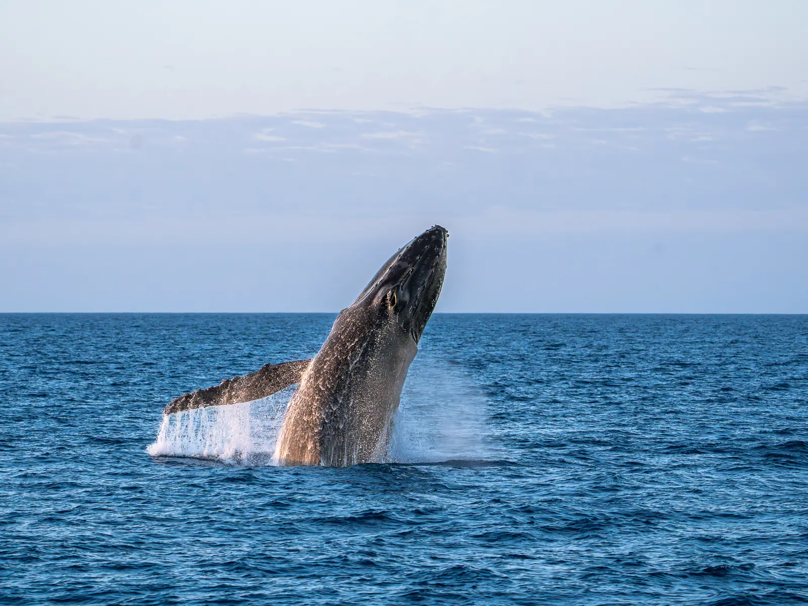 Humpback whale breaching from the ocean near Broome, Western Australia