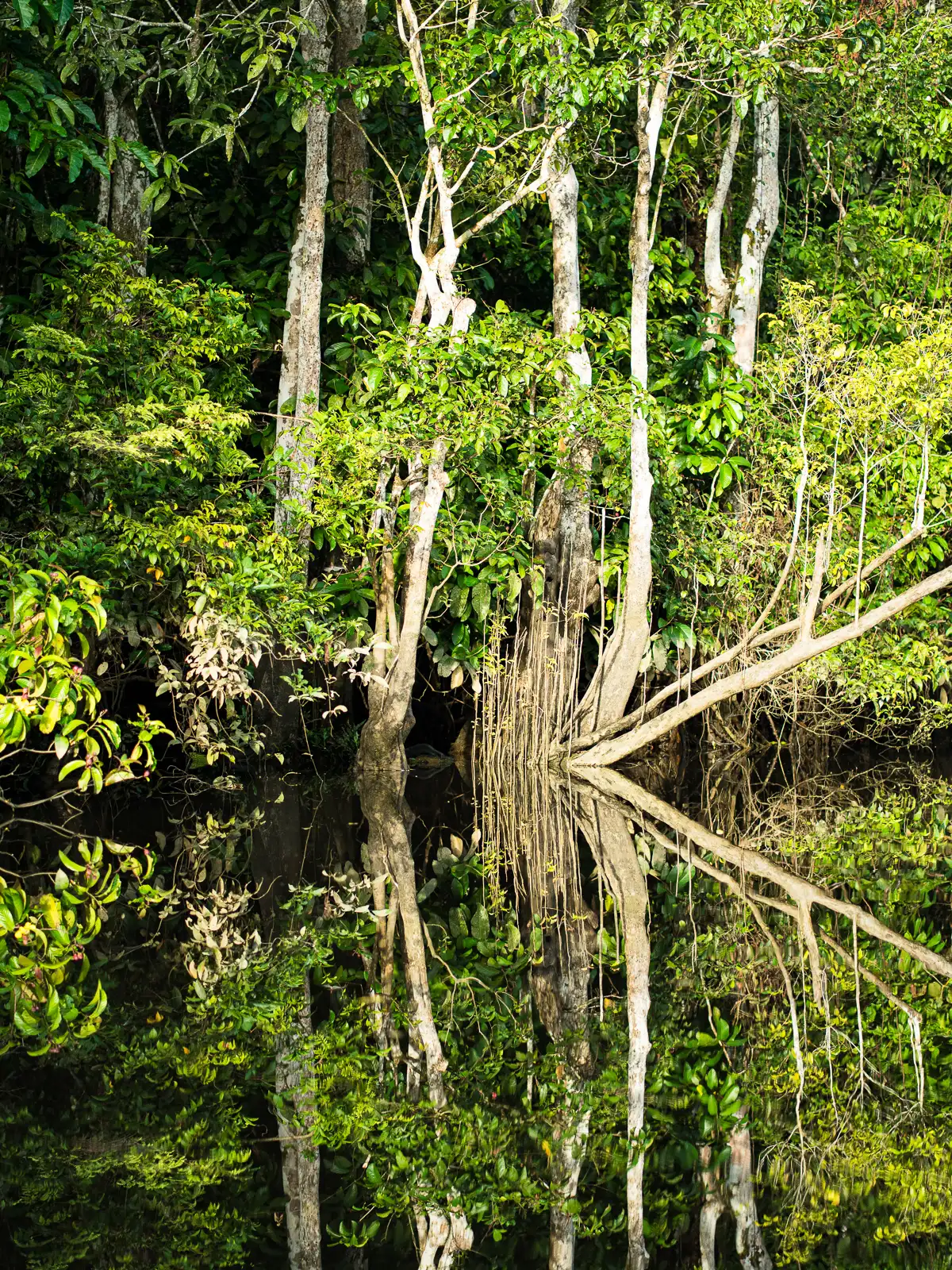 Rainforest trees reflected perfectly in still mangrove waters of Borneo