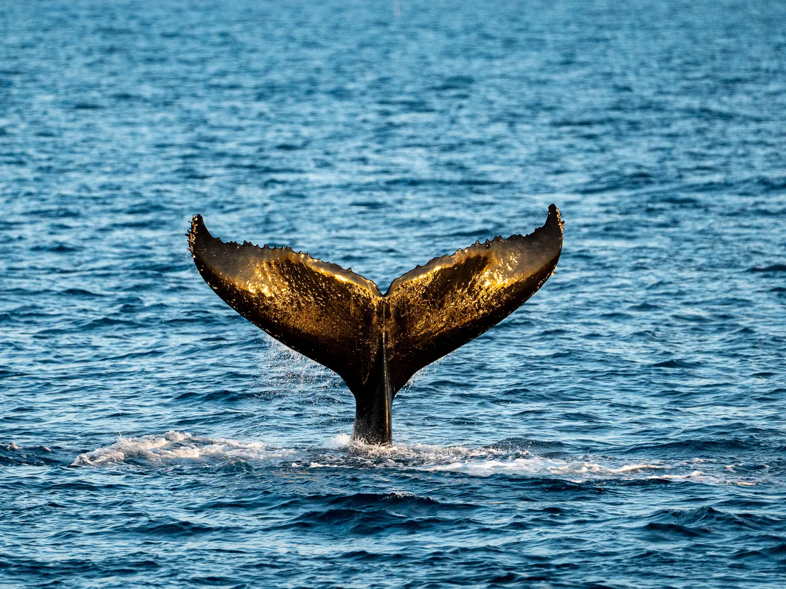 Sunlit humpback whale tail emerging from the ocean near Broome, Western Australia