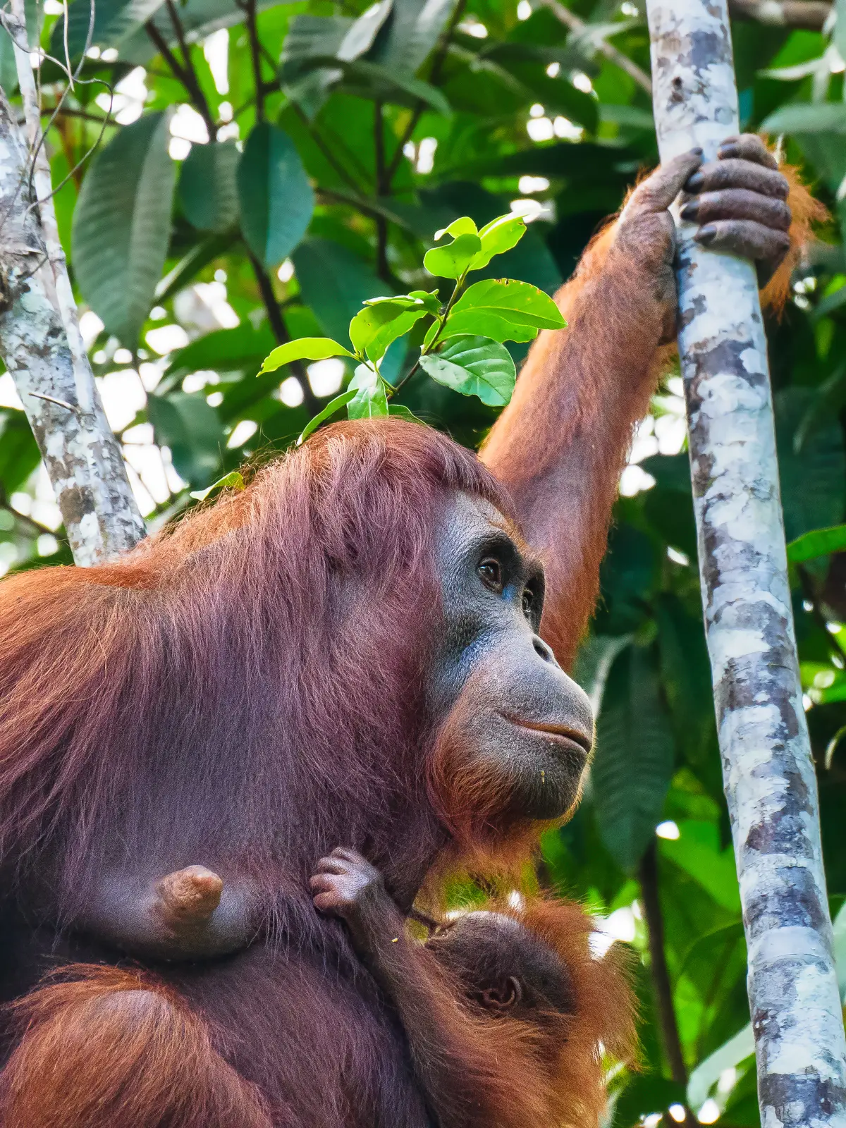 Bornean orangutan mother holding her baby among rainforest trees in Borneo