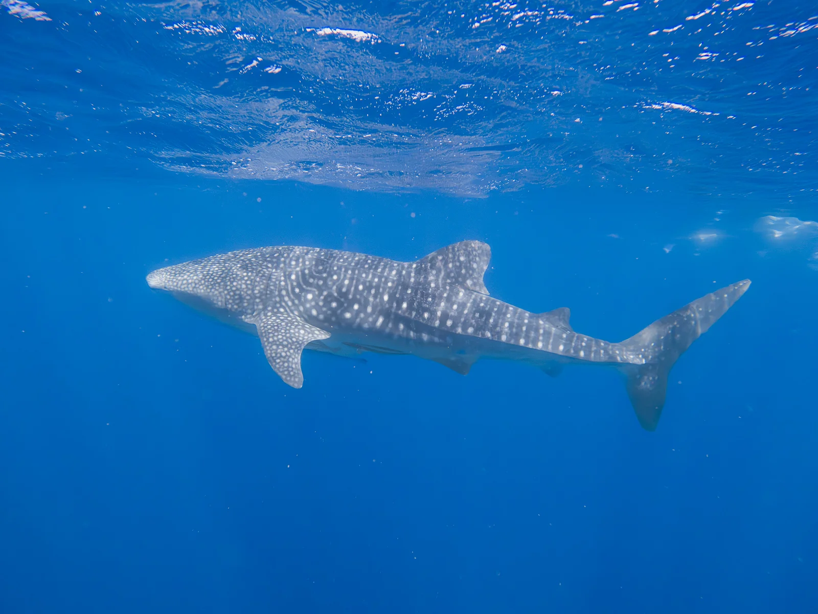 Whale shark swimming peacefully in the blue waters of the Indian Ocean