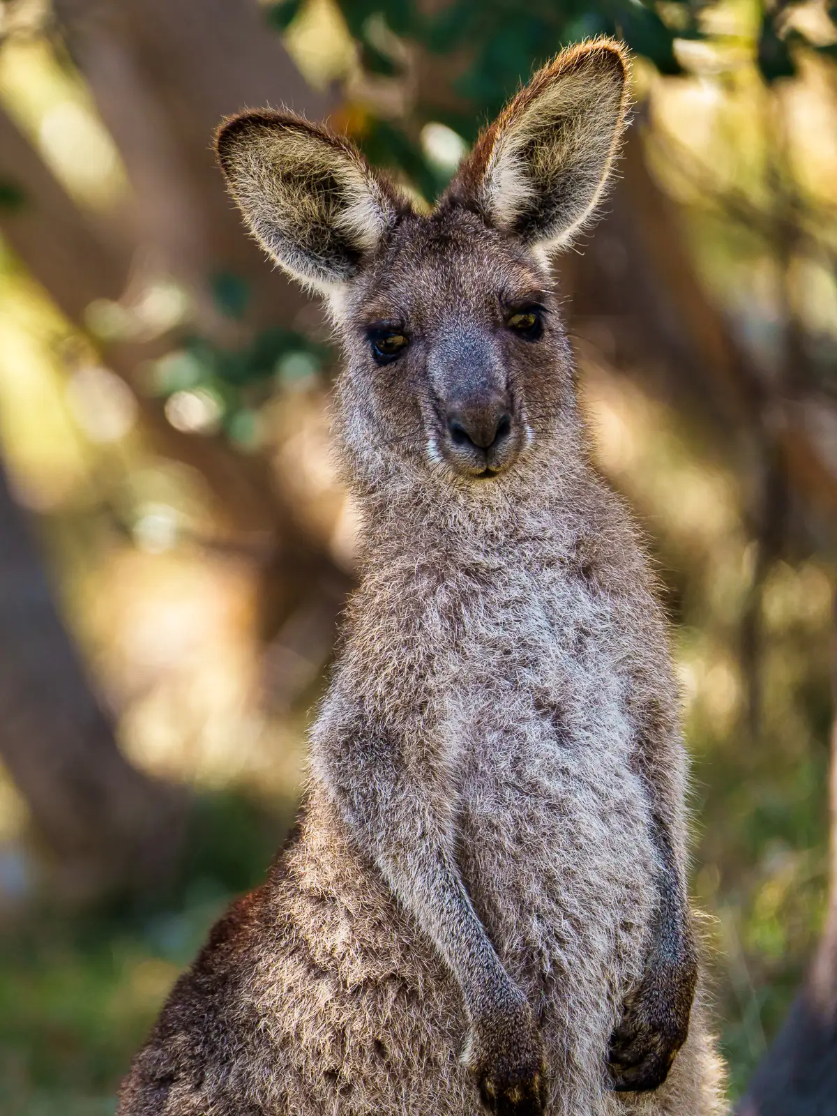 Western grey kangaroo standing alert among eucalyptus trees in Australia
