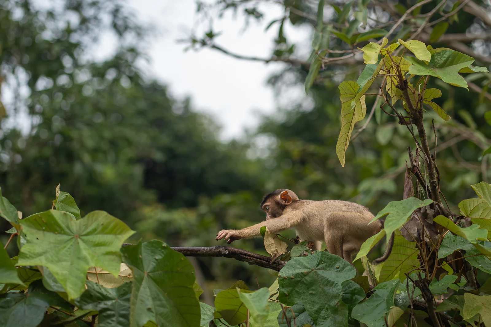 Toque macaque stretching across tree branches in Sri Lanka’s tropical jungle