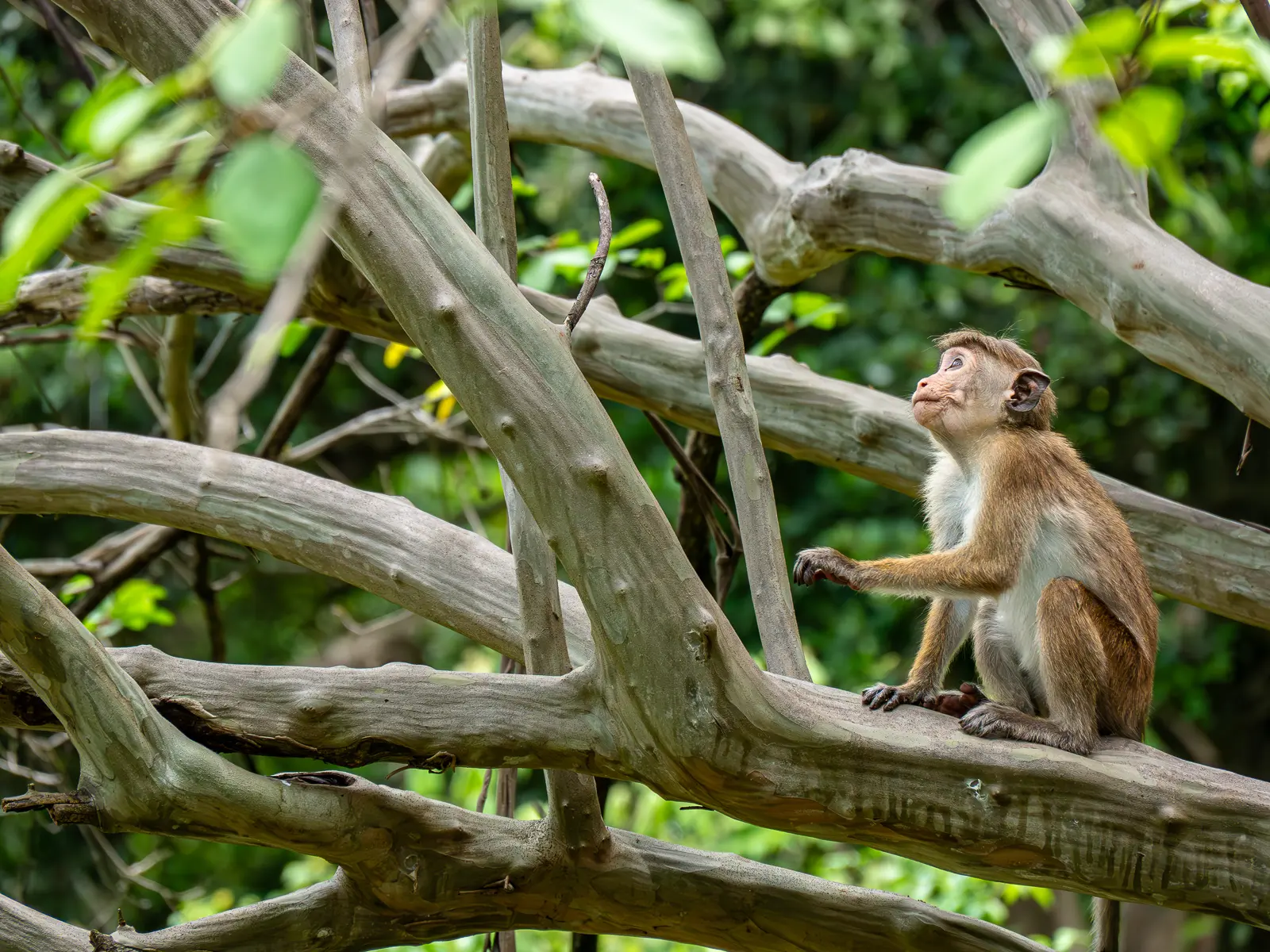 Toque macaque resting among interwoven branches in the forests of Sri Lanka