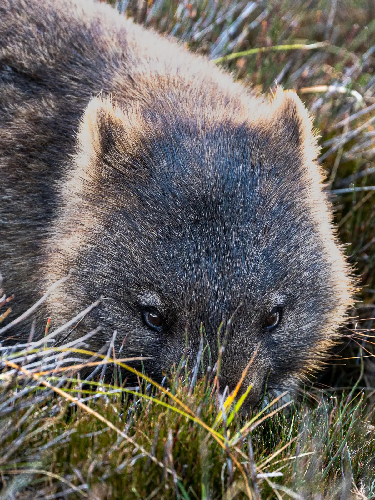 Close-up of a wombat foraging in tall grass at sunrise in Tasmania