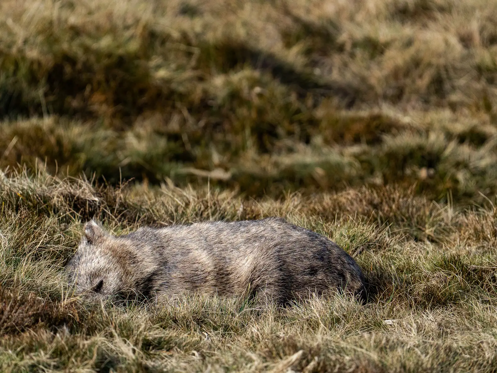 Common wombat resting in open grassland on a sunny day in Tasmania’s highlands