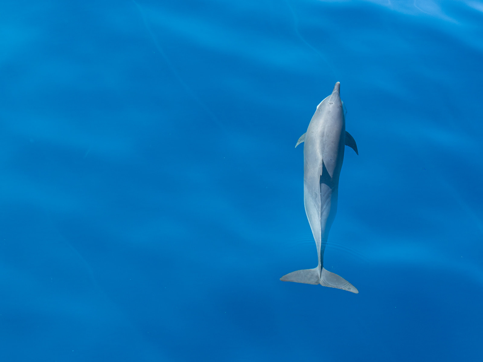 Bottlenose dolphin gliding through crystal clear water in Sri Lanka