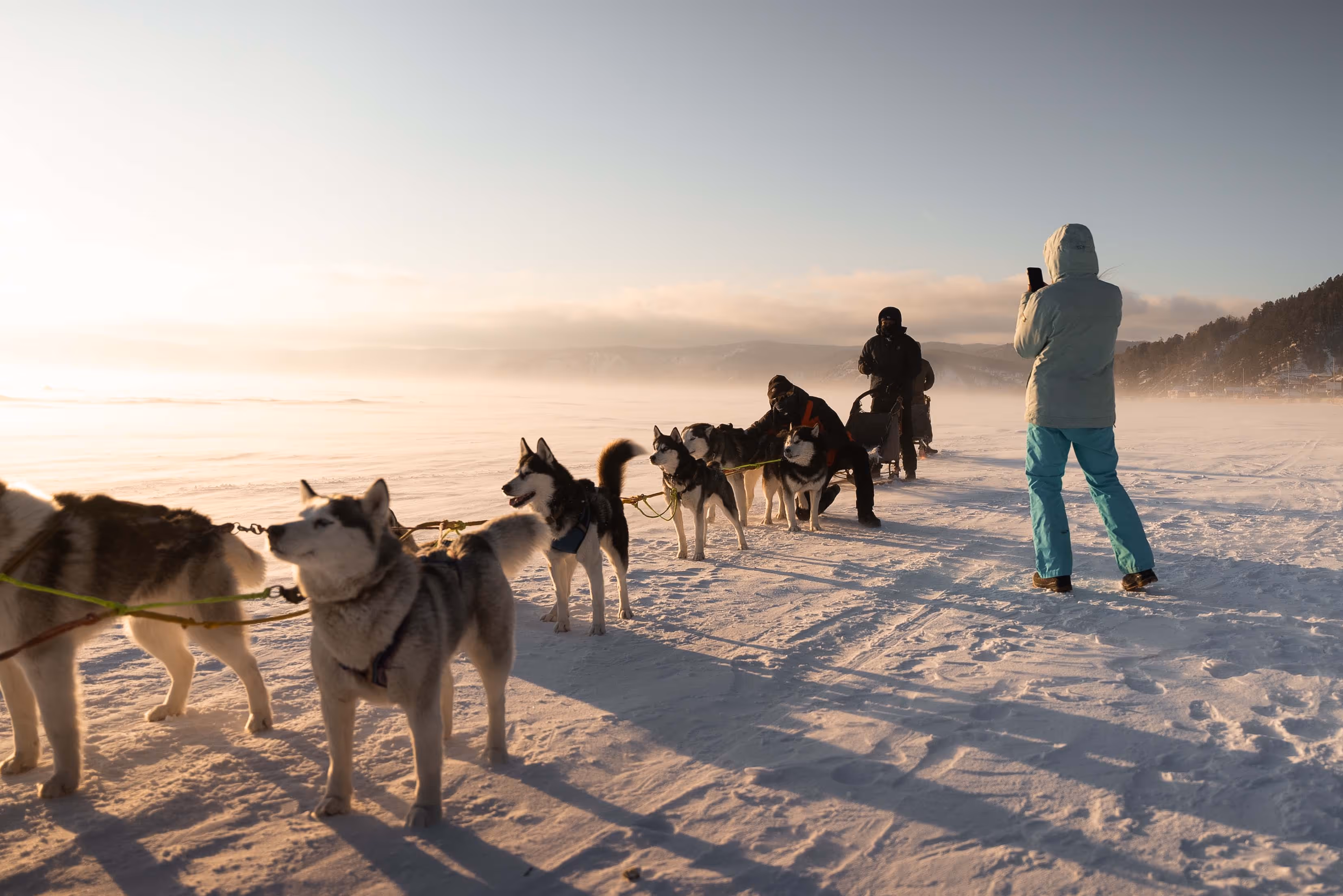 huskies sledge in Siberia