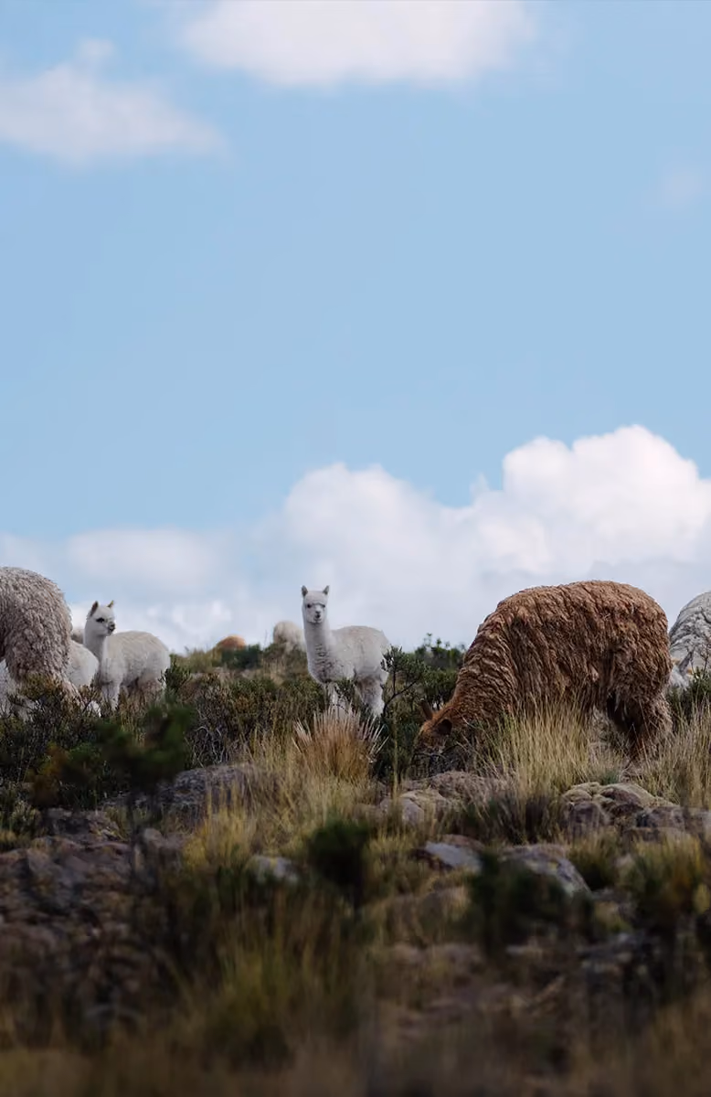 Andean landscapes en route to Puno and Lake Titicaca, Uncharted Sierra Peru