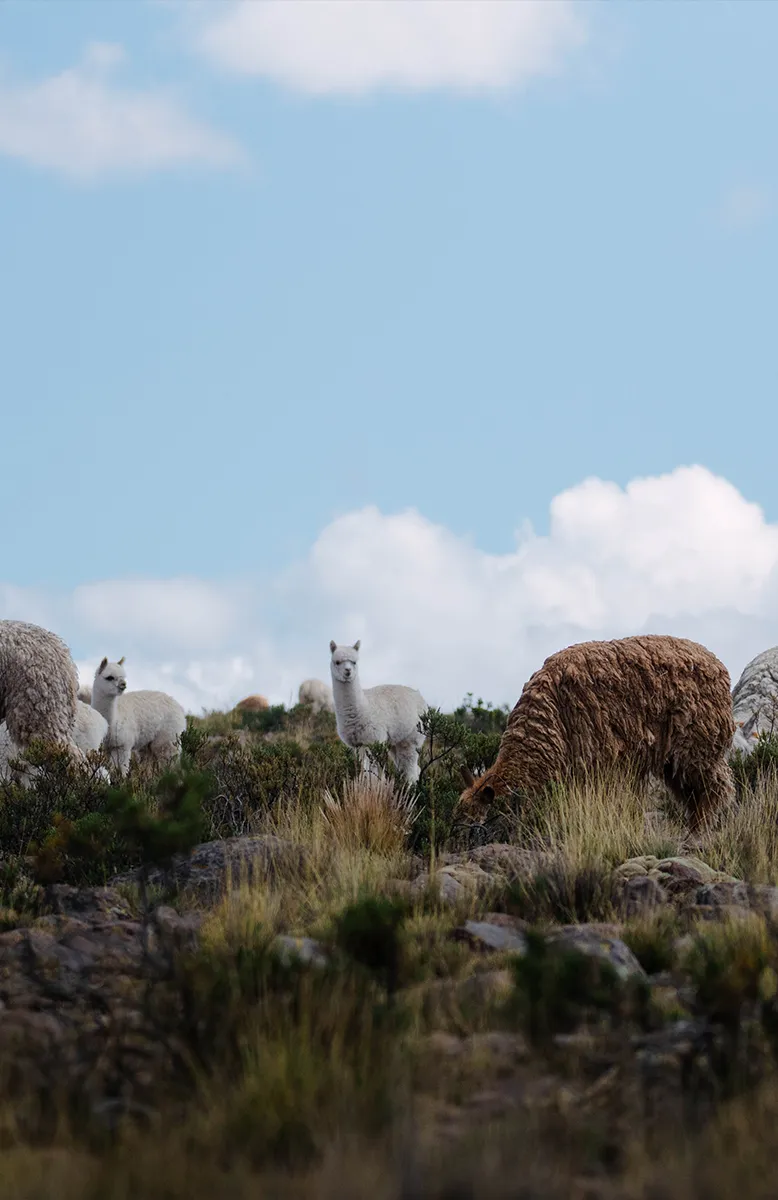 Andean landscapes en route to Puno and Lake Titicaca, Uncharted Sierra Peru