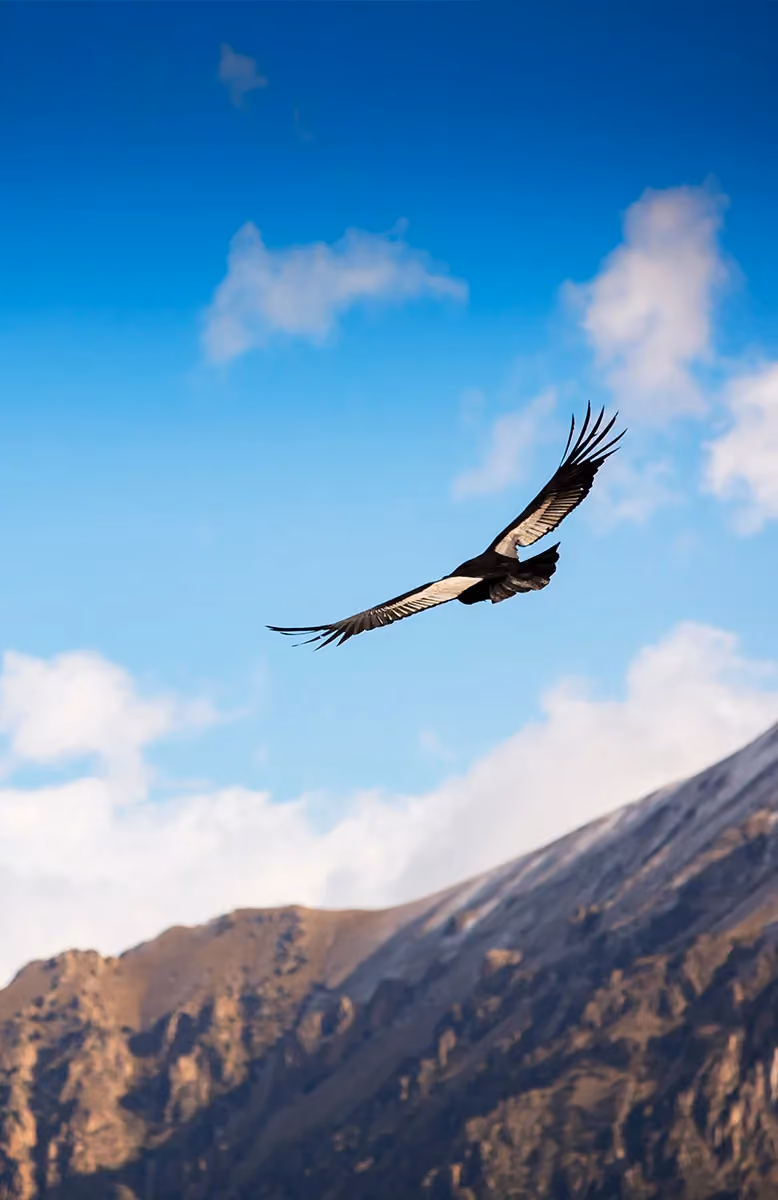 Colca Canyon and Andean Condor sighting, Uncharted Sierra Peru
