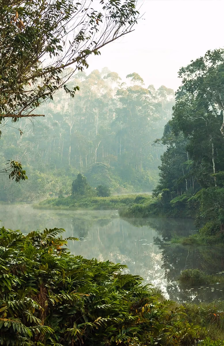 Primary forest of Andasibe with Indri lemurs, Ruthless RN5 Madagascar