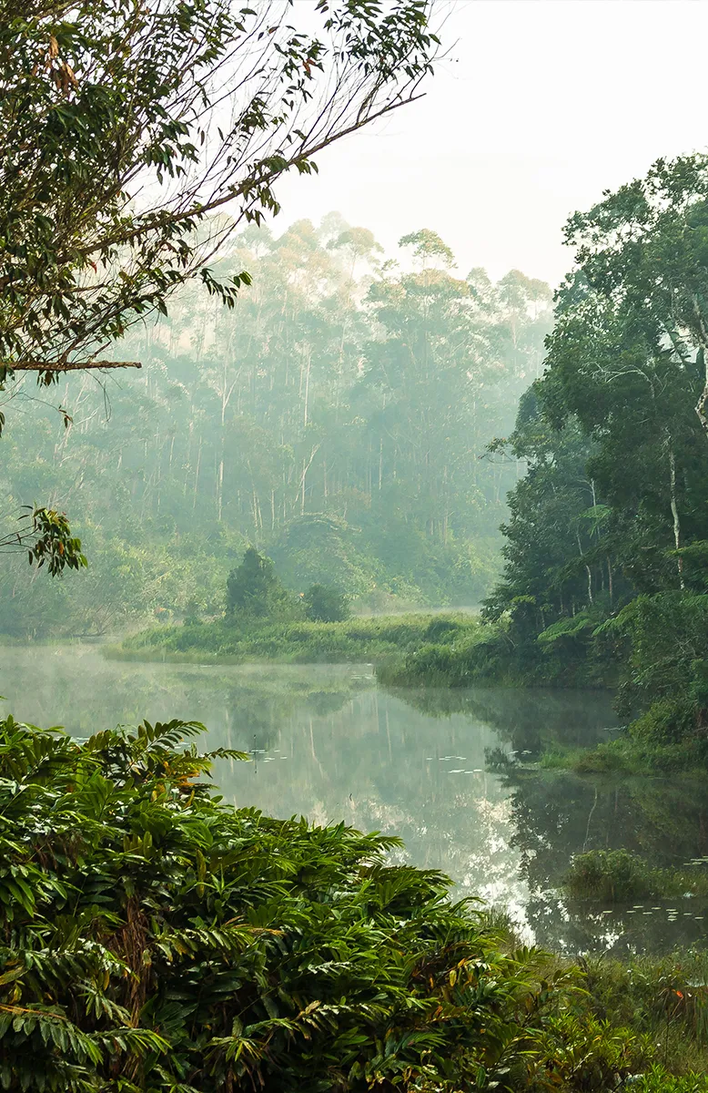 Primary forest of Andasibe with Indri lemurs, Ruthless RN5 Madagascar