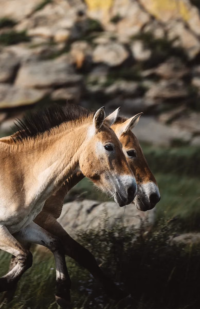 Hustain Nuruu National Park and Takhi wild horses, Nomadic Summer Mongolia