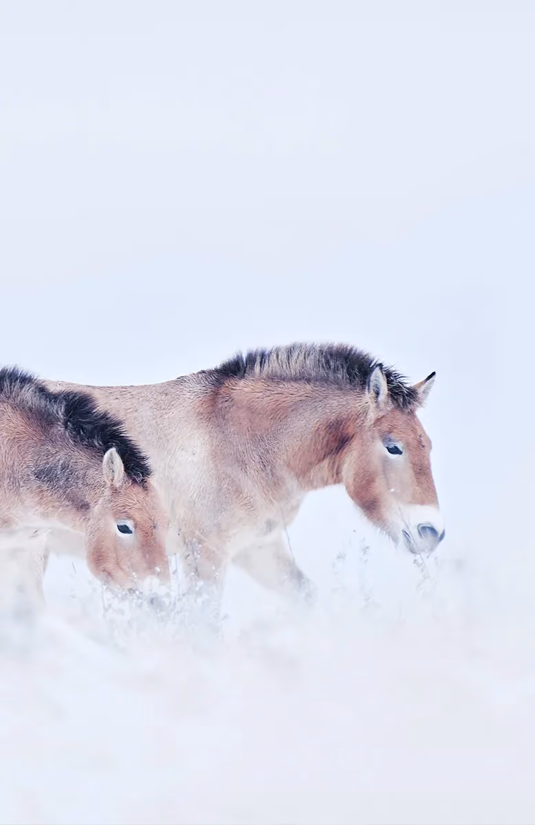 Kharkhorin and Hustai Nuruu National Park drive, Cold Steppes Mongolia