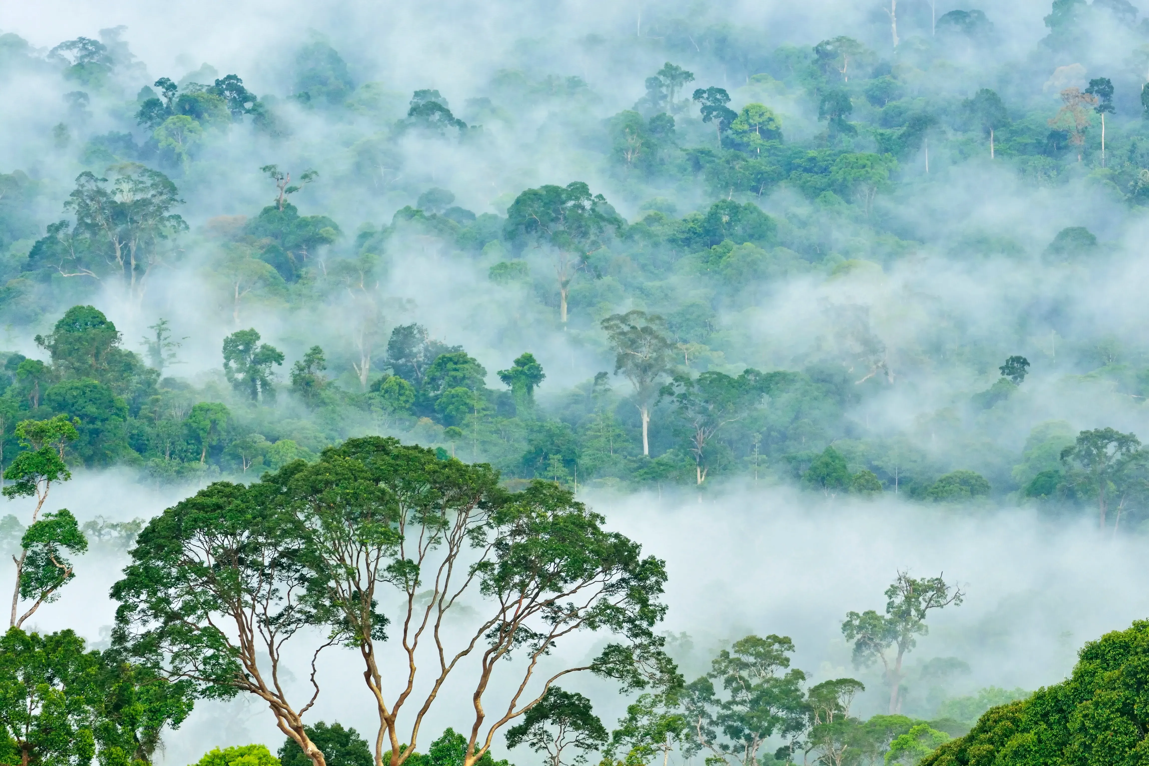 This image showcases the misty canopy of the Danum Valley Conservation Area, an ancient lowland dipterocarp rainforest located in Sabah, Malaysian Borneo.