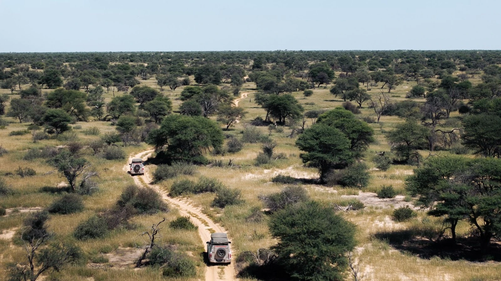 An aerial view of two 4x4 safari vehicles driving along a winding dirt track through the green acacia trees and grasslands of the Kalahari Desert savanna.
