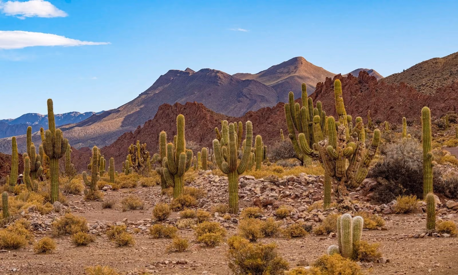 A high-desert landscape in Los Cardones National Park, Argentina, filled with massive, multi-branched Cardón Grande columnar cacti growing among dry shrubs and rocks, with steep brown mountains under a blue sky in the background.