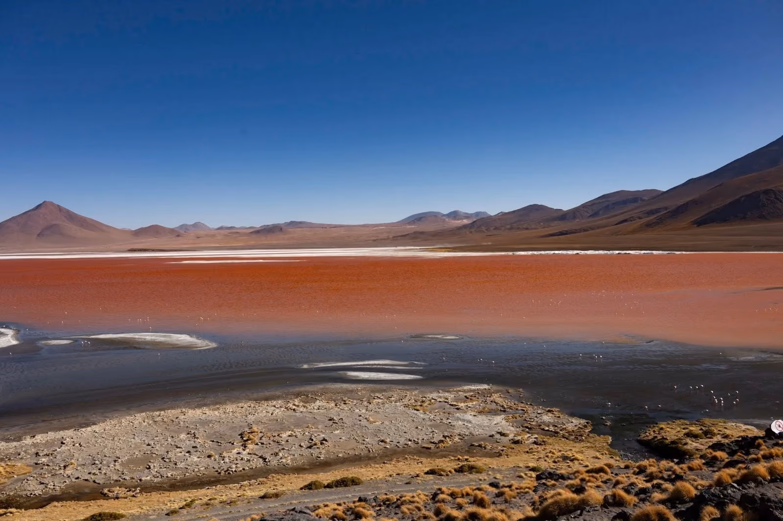 A wide landscape view of Laguna Colorada in Bolivia under a clear blue sky, showing its iconic reddish-pink shallow salt water contrasted against white borax shores and arid Andean mountains in the distance.