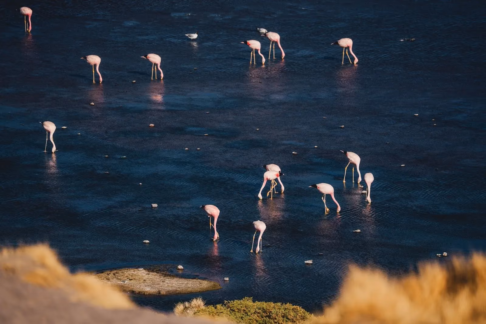 Top-down view of a flock of pink flamingos wading in dark blue water with their heads turned upside down foraging for food.