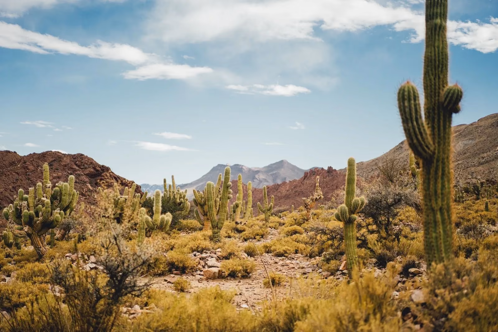 A wide scenic view of an arid desert landscape filled with tall, branched columnar cacti, yellow-green scrub bushes, and rocky ground leading to distant mountains under a blue sky with soft white clouds.
