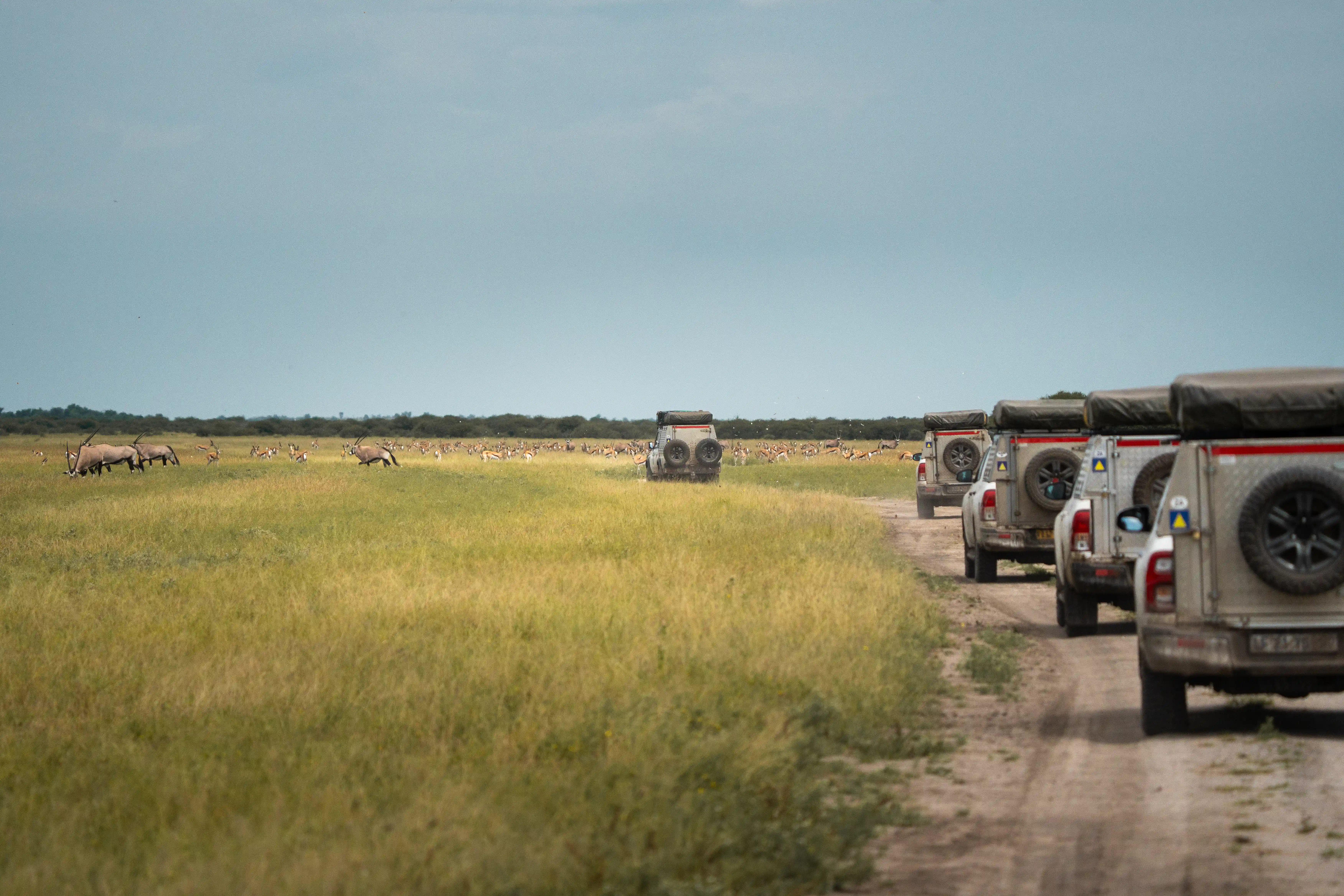 Expedition vehicles driving through Botswana’s Central Kalahari alongside herds of gemsbok and antelope in the African wilderness
