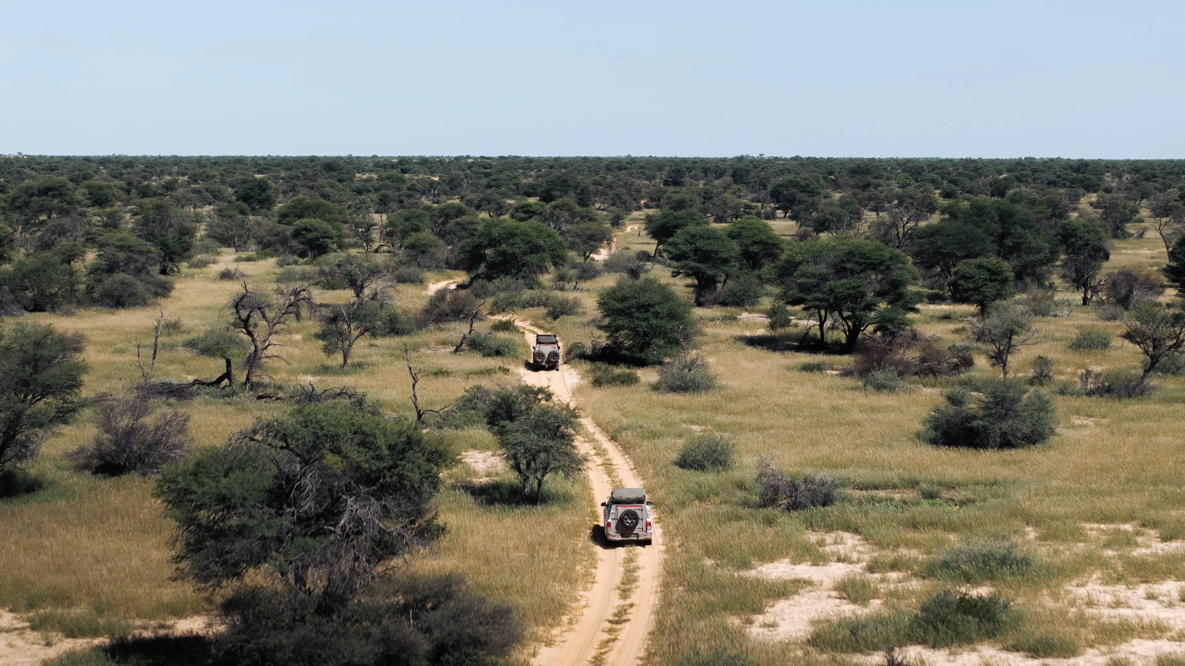 An aerial view of two expedition 4x4 vehicles driving down a narrow dirt track through the green bush and acacia trees of the Kalahari Desert savanna.