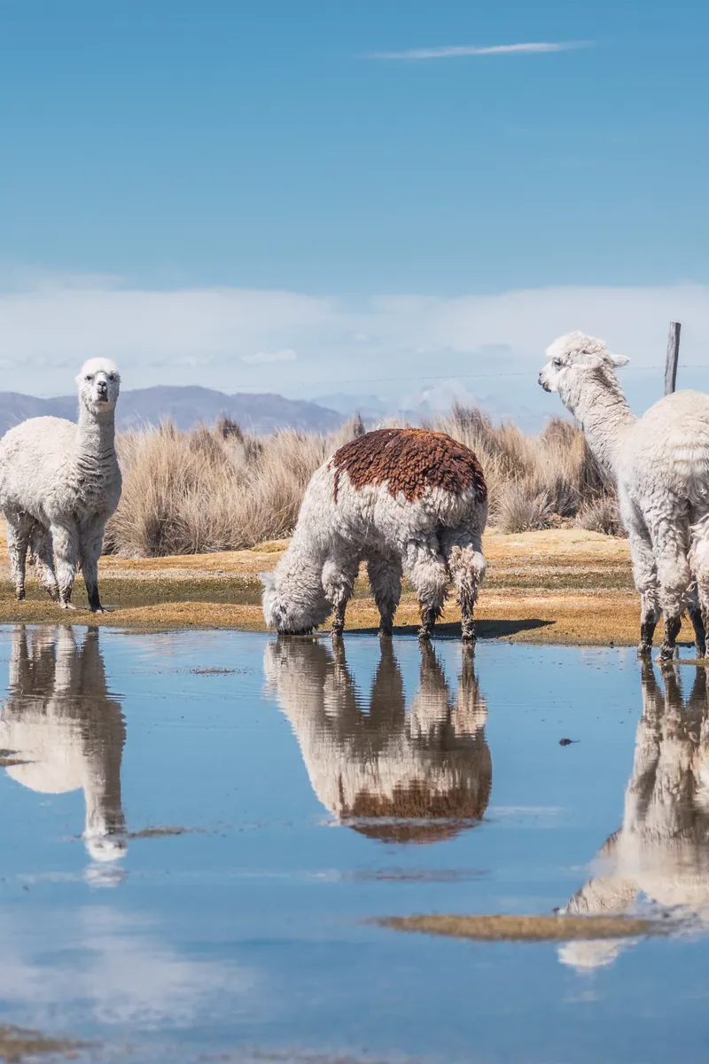 Alpacas reflected in a pool on the Altiplano, Bolivia